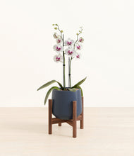 Load image into Gallery viewer, Deep Navy stand:walnut
