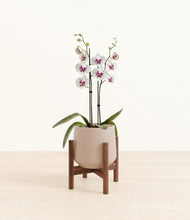 Load image into Gallery viewer, Eternal Gray stand:walnut
