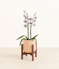 Load image into Gallery viewer, Gentle Pink stand:walnut
