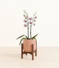 Load image into Gallery viewer, Calm Rose stand:walnut
