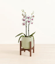 Load image into Gallery viewer, Turquoise stand:walnut
