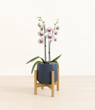 Load image into Gallery viewer, Deep Navy stand:bamboo
