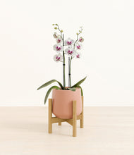 Load image into Gallery viewer, Calm Rose stand:bamboo
