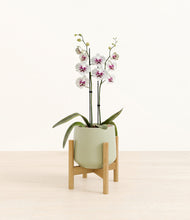 Load image into Gallery viewer, Turquoise stand:bamboo
