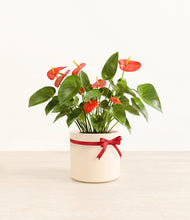 Load image into Gallery viewer, Anthurium Red
