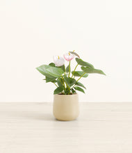 Load image into Gallery viewer, Almond Green*****Profile
