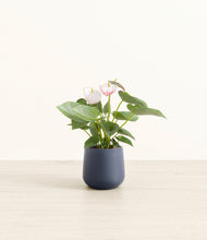 Load image into Gallery viewer, Deep Navy*****Profile
