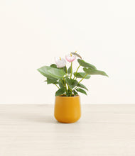 Load image into Gallery viewer, Mustard*****Profile
