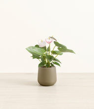 Load image into Gallery viewer, Olive*****Profile
