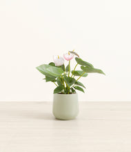 Load image into Gallery viewer, Turquoise*****Profile
