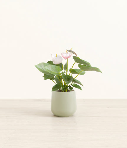 Turquoise*****Profile