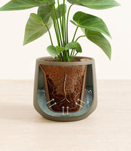 Load image into Gallery viewer, Olive stand:all
