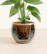 Load image into Gallery viewer, Calm Rose stand:all
