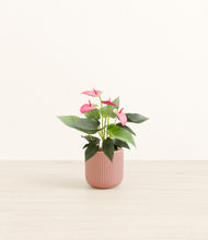 Load image into Gallery viewer, Striped Rose Pink*****Profile
