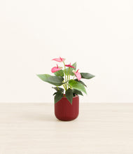 Load image into Gallery viewer, Striped Cherry Red*****Profile
