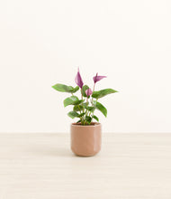 Load image into Gallery viewer, Hammered Peach Pink*****Profile
