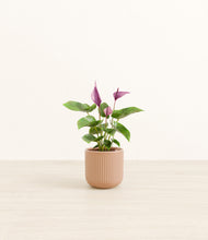 Load image into Gallery viewer, Striped Peach Pink*****Profile
