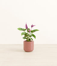 Load image into Gallery viewer, Hammered Rose Pink*****Profile
