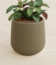 Load image into Gallery viewer, Olive stand:all
