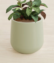 Load image into Gallery viewer, Turquoise stand:all
