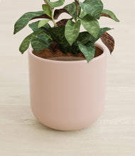 Load image into Gallery viewer, Sandy Pink stand:all
