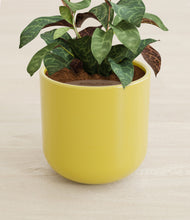 Load image into Gallery viewer, Key Lime Yellow stand:all
