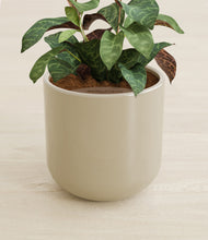 Load image into Gallery viewer, Sage Green stand:all
