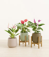 Load image into Gallery viewer, Earthy stand:two_stands
