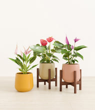 Load image into Gallery viewer, Evening Sky stand:two_stands
