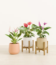 Load image into Gallery viewer, Sandy stand:two_stands
