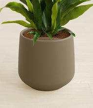 Load image into Gallery viewer, Olive stand:all
