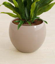 Load image into Gallery viewer, Desert Brown stand:all
