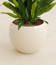 Load image into Gallery viewer, Shiny EggWhite stand:all
