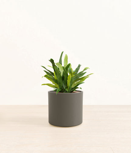 Dark Olive*****Profile