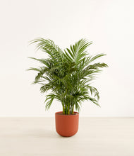 Load image into Gallery viewer, Earth Red*****Profile
