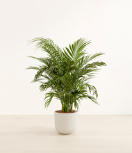 Load image into Gallery viewer, Natural Bamboo*****Profile
