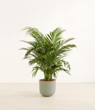Load image into Gallery viewer, Sage Green*****Profile
