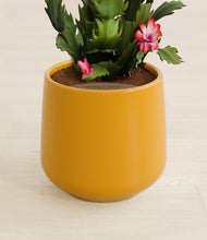 Load image into Gallery viewer, Mustard stand:all
