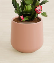 Load image into Gallery viewer, Calm Rose stand:all
