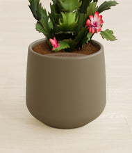 Load image into Gallery viewer, Olive stand:all
