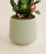 Load image into Gallery viewer, Turquoise stand:all
