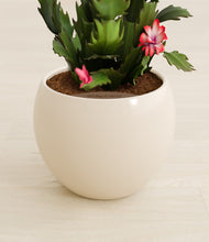 Load image into Gallery viewer, Shiny EggWhite stand:all
