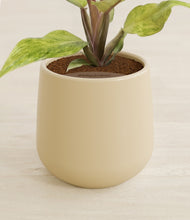 Load image into Gallery viewer, Almond Green stand:all
