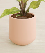 Load image into Gallery viewer, Gentle Pink stand:all
