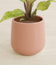Load image into Gallery viewer, Calm Rose stand:all

