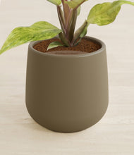 Load image into Gallery viewer, Olive stand:all
