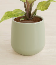 Load image into Gallery viewer, Turquoise stand:all
