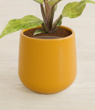 Load image into Gallery viewer, Mustard stand:all
