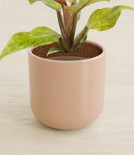 Load image into Gallery viewer, Glossy Pink stand:all
