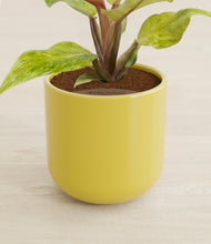 Load image into Gallery viewer, Key Lime Yellow stand:all
